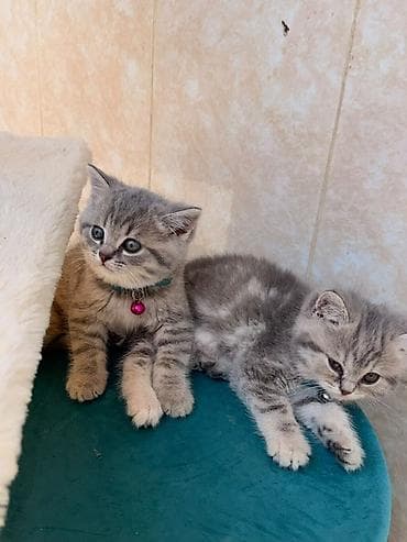 pisik ucuz: Şotland yastı qulaq, Erkək, Dişi, Ünvandan götürmə — 2