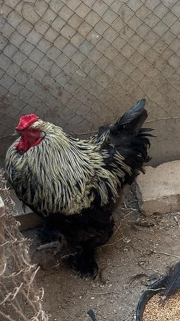 бу ковры: Brama təmiz qan bramadı istıyən olsa vpyada yaza bilər 055 -311-65-58 — 2