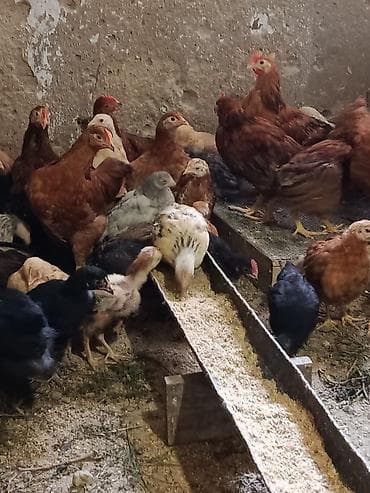simental erkek dana: Kend colpasi 55gunuy cuceler satilir butov dermani elemisem — 1