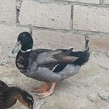 touz quşu: Zümrüd ayın 2si çıxmış balalar 10 manat və 3 aylığ zümrüd 25 manat — 2