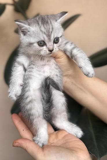 pişik evi: Erkək, Dişi, Yaxşı əllərə, Ünvandan götürmə, Pulsuz çatdırılma, Ödənişli çatdırılma — 5