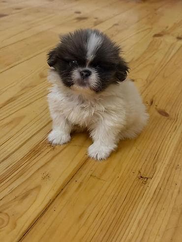 bala it sekilleri: Pekines, 2 ay, Peyvəndli, Ünvandan götürmə, Pulsuz çatdırılma, Ödənişli çatdırılma — 3