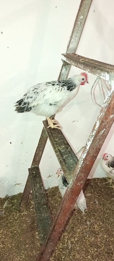 hələb keçisi haqqında məlumat: Toyuq, Broyler, Ətlik — 14