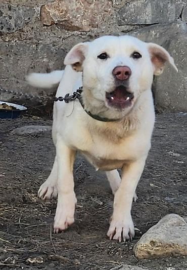 Ağ rəngli, orta ölçülü it – həyətyanı sahə və ev üçün gözətçi və