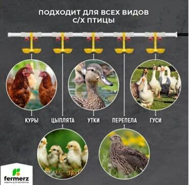 kənd colpası satışı: Yem qabı, Su üçün, Quşlar üçün, Rayonlara çatdırılma, Ünvandan götürmə, Pulsuz çatdırılma — 1