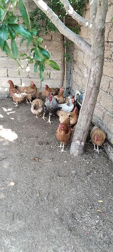 12 fere 1xoruz fereler yumutlayir teyet toyugudu