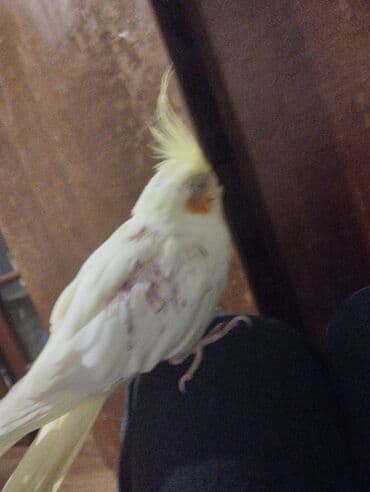 quş qəfəs: Növ: Nimfa tutuquşusu (Cockatiel) Rənglər: - Krem/ağ bədən, sarı — 2