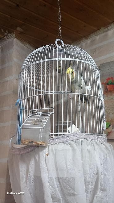 Karella qus satilir qefesnen bir yerde — 3