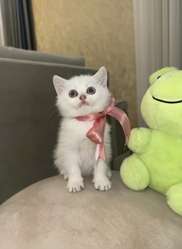 pişik latok: Britan, Erkək, Dişi, Pulsuz çatdırılma — 3