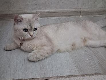 heyvanlar: Şinşilla, Dişi, Yaxşı əllərə, Ödənişli çatdırılma, Ünvandan götürmə — 2