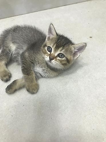 pişik tap az: Yaxşı əllərə — 4