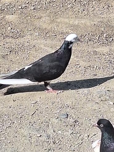 Cins: Dekorativ/uyuq güvercin (başlıq ağ papaqlı, bədən tünd) Rəng — 3