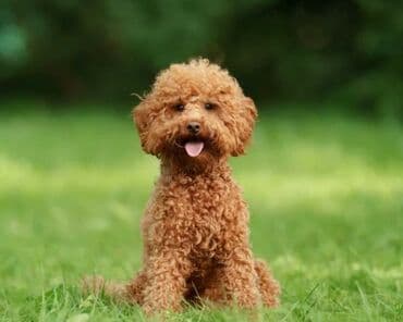 той пудель баку: Пудель, 9 месяцев, Самец — 1