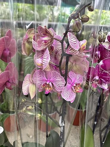 enginar harda satilir: Orxideya cüt çubuq 40azn. Hədiyyəlik bağlama +hədiyyəlik paket əlavə — 10