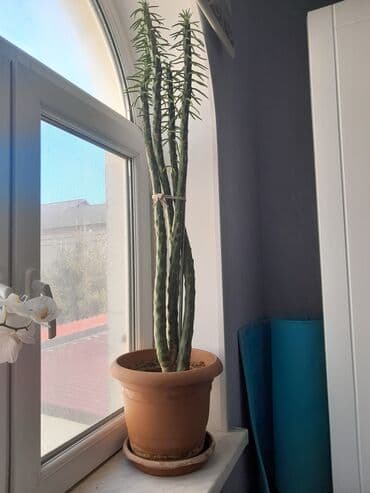 dəmir tikanı bitkisi: Kaktus torfa əkilib. Badamdardadı — 3