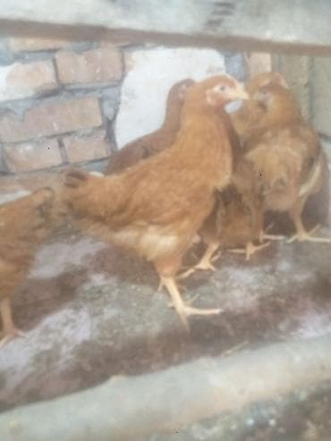 Toyuq cücələri, Ətlik