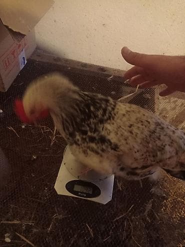 cins dana: Salam eziz heyvan heveskarları.tam sağlam heyet şeraitinde boyudulmuş — 4