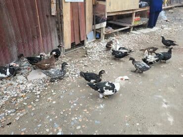 Musk ördəkləri (indoutka) – müxtəlif rənglərdə sürü - Cins: musk/indo