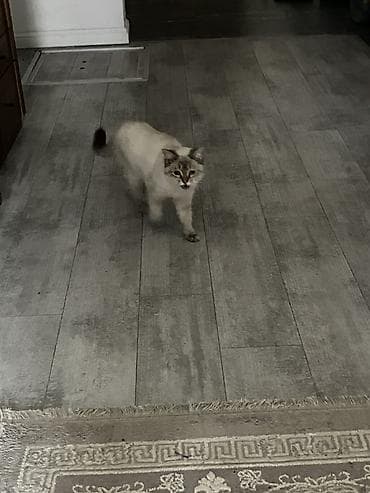 Мальчику 5 месяцев, Котенок. Здоровый. Давали таблетки от глистов