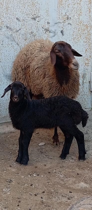 xarici it adlari: Salam ünvan Bakıin maştağa kendi obşi 7 baş heyvanlar 2 baş ana-bala 3 — 5