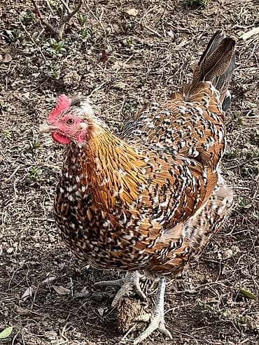 Digər heyvanlar: Toyuq, Yumurtalıq — 2