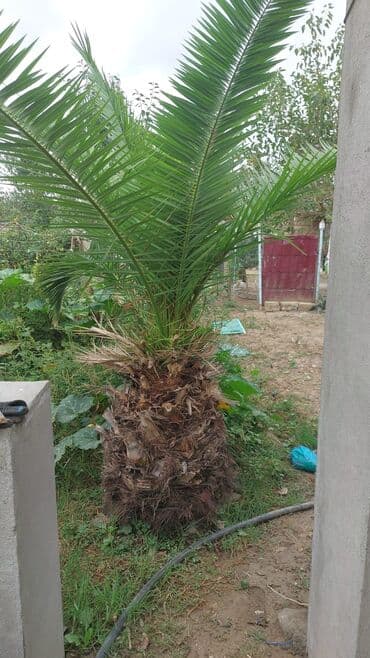 apşifka taxta: Dekorativ palma ağacı – bağ və həyət üçün - Növ: Xurma/palma (tüklü — 1