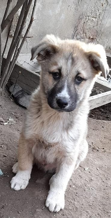 Digər heyvanlar: Balaca it balaları – enerjili və mehriban - Yaş: bala - Rəng — 1