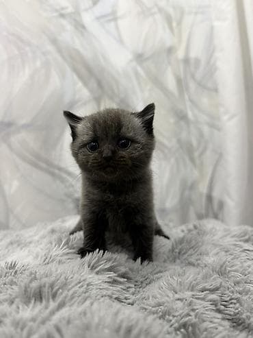 Britan, Yaxşı əllərə