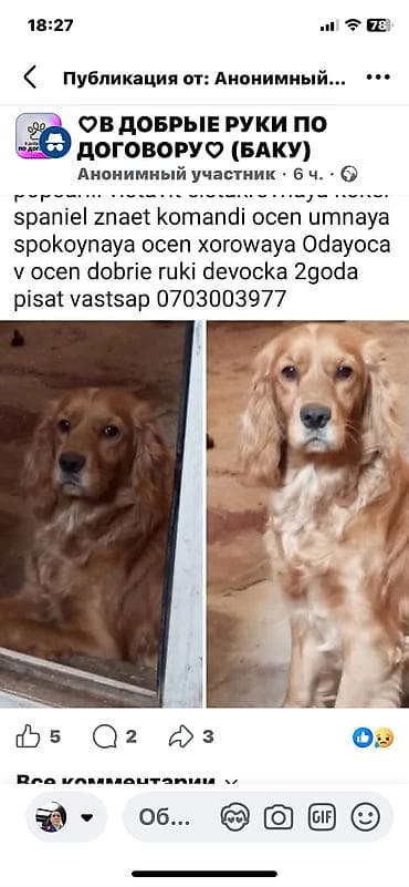 qus dami satilir: Koker spaniyel, 2 il, Dişi — 1