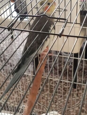 ayliq 10 azn internet: Nimfa tutuquşu (Cockatiel) – boz-ağ rəngli, sarı baş tükləri və — 3