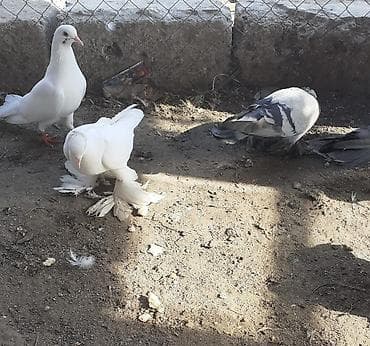 rhode island red: Iri lelekli kekilli quslar satilir hamisi ebresden — 7