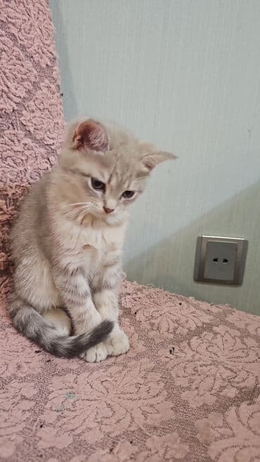 шотландская вислоухая серая: Шотландская, Самка, В добрые руки, Самовывоз, Платная доставка — 1