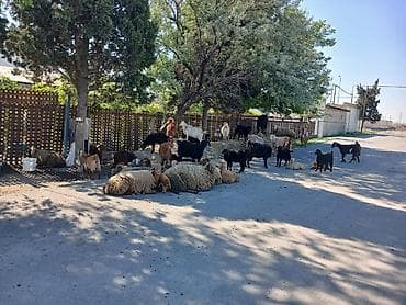 keci: Qoyun-keçi sürüsü satılır • Təsərrüfat qarışıq sürü: ana qoyunlar — 1