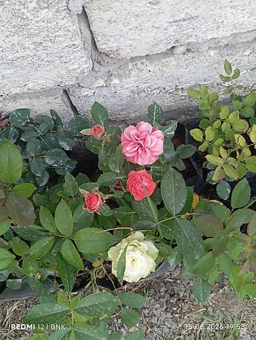 tulpan gulleri: Miniatür qızılgül kolları (qapda əkilmiş) - Çeşid: mini/qrup — 10