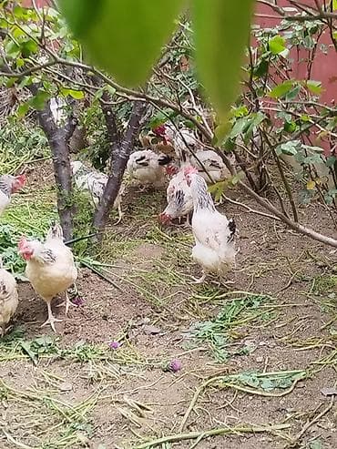 kənd toyugu: Toyuq, Damazlıq — 2