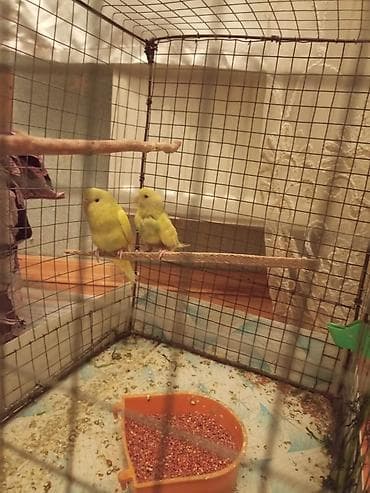 Gəmiricilər: Qefes yeke iri quslar qefesleri balacada var Qəfəs — 6