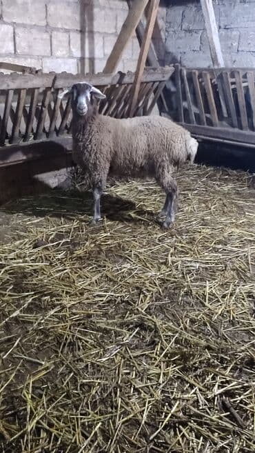 Camış: DAMAZLIQA YARARLI DIŞI SATILIR TAM SAGLAMDI OZ HEYVANIMIN BALASIDI — 2