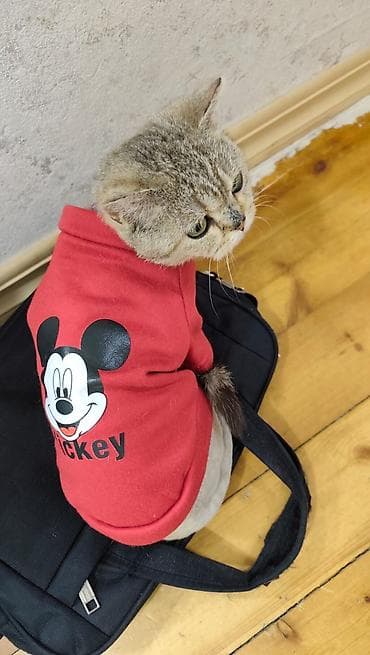 bala dana: Qızıl şinşilla, Dişi, Yaxşı əllərə, Ünvandan götürmə — 3