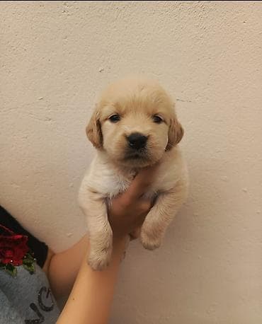 Labrador-retriver, 2 ay, Dişi — 3