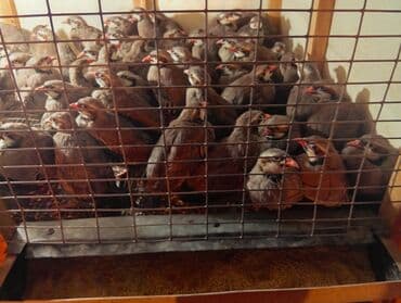 cuce qefes: Qafqaz kəklikləri – qəfəsdə bəslənmiş, sağlam və aktiv sürü - Növ — 3