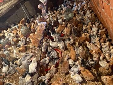 kənd colpası satışı: Satılır durçinka,serbilis,hündüşka — 10