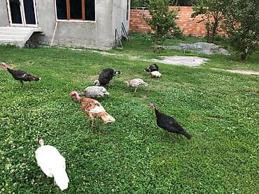 Индюшки: Yerli Hinduşka satılır 5 dənə 4 xoruz 1 fərə .Bir illikdilər saxlamaq — 6