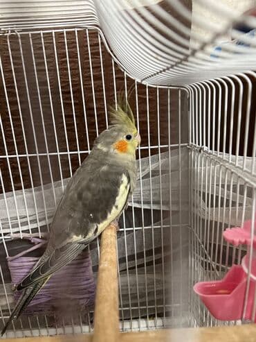 Другие животные: Korella tutuquşu Sarı Ana 1 yaş bala verən quşdur 2 ədəd bala 4 aylıq — 8