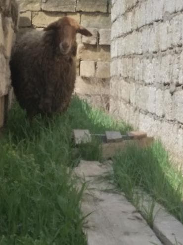 bordaq qoyun: Qoyun – yerli cins cavan qoyundu 1ci qarina bogazdi - Fotoşəkillərdə — 1
