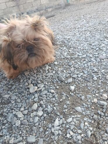 bakıda it satışı: Pudel, 8 ay, Erkek, Peyvəndli, Pulsuz çatdırılma — 5