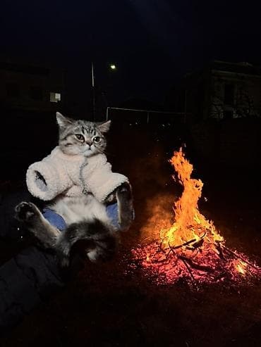 pişik satisi 2022: Britan, Yaxşı əllərə — 4