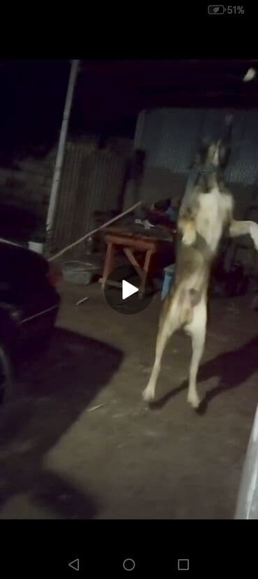 setteri it cinsi: 2 il, Erkek, Peyvəndli, Ünvandan götürmə — 4