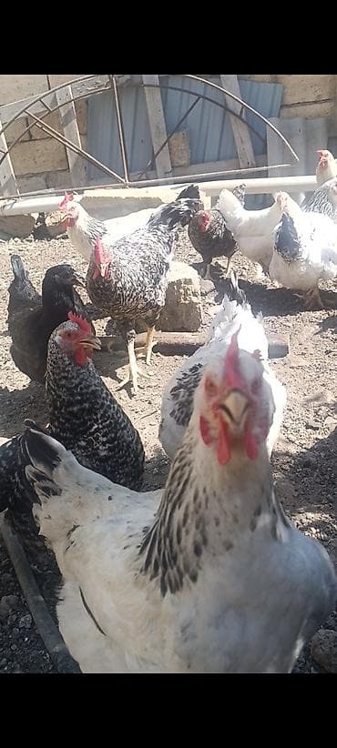 Yumurtlayan cavan fereler.hamsi sort cins ferelerdr.kom satilir.40