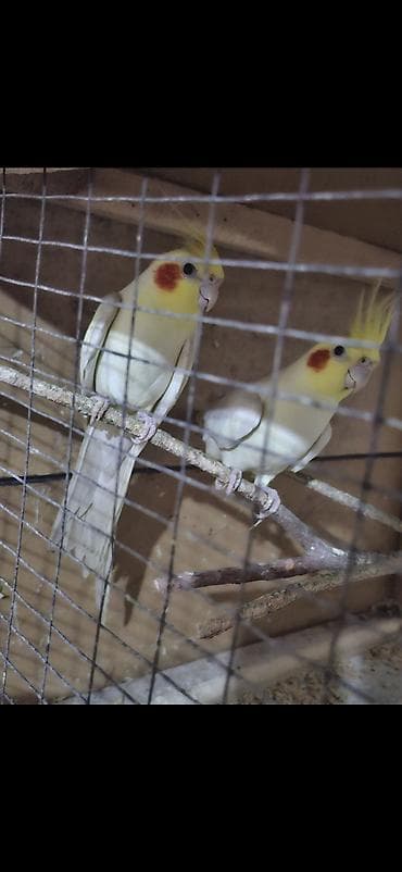 Cut karella satilir deyerinden asagi disi yumurtlamaga tam hazir lalafo.az -da Cut karella satilir deyerinden asagi disi yumurtlamaga tam hazir