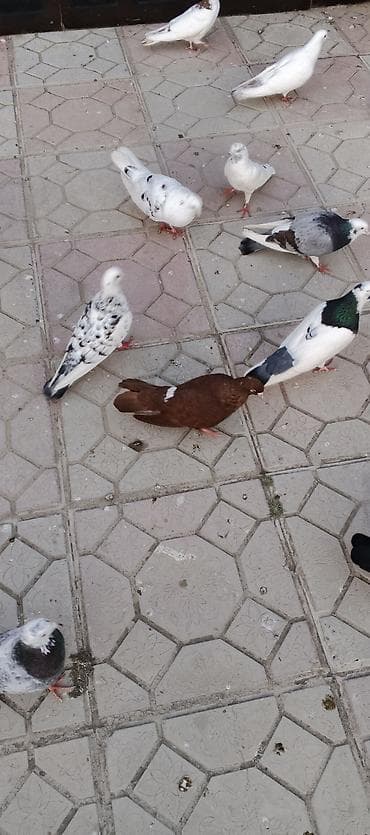 lalafo az heyvanlar: Salam qirmizilar satilir cutduler ikisi bir yerde 25 m — 4